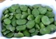 About Fava Beans